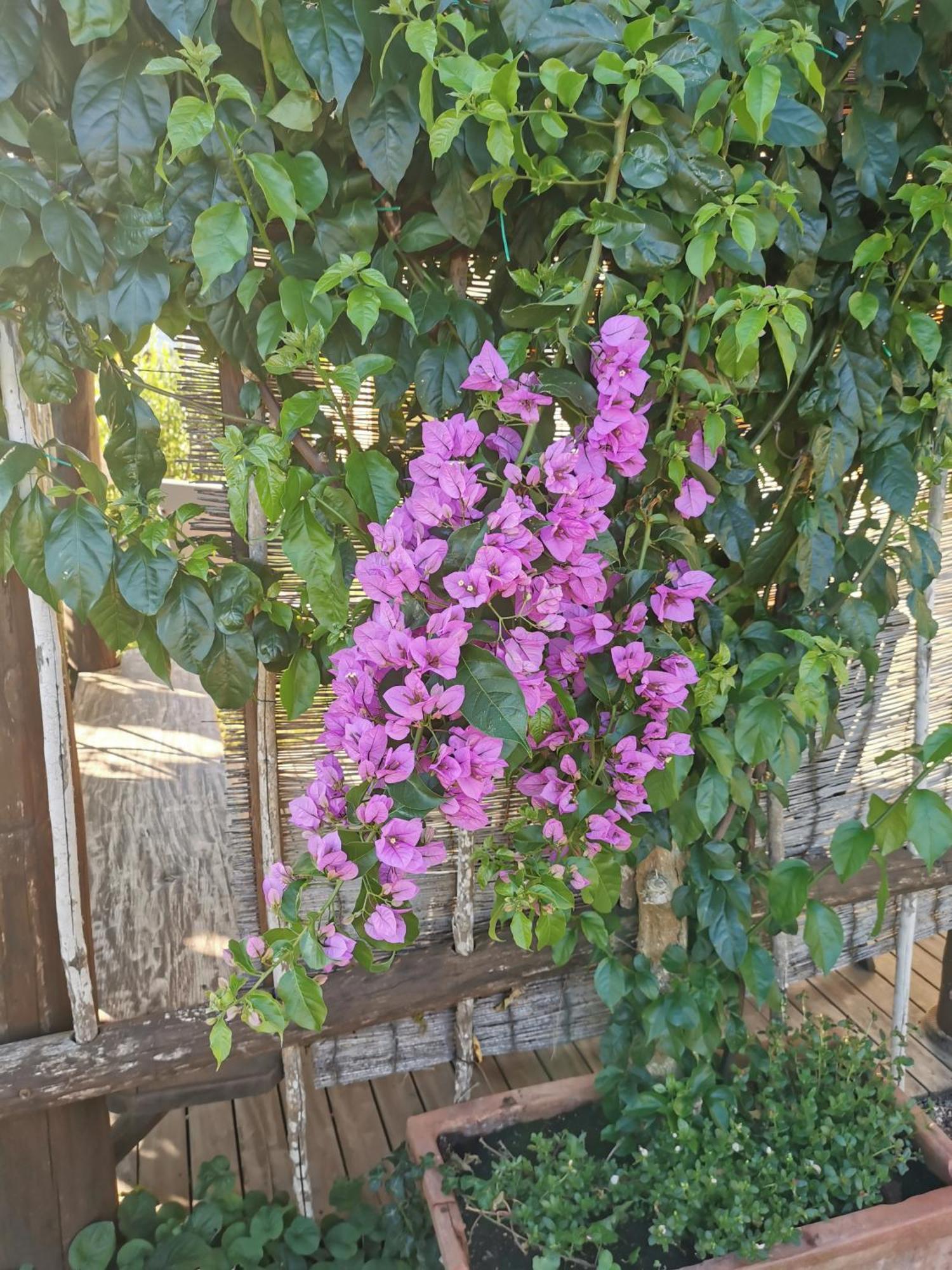 Podere Serena Castagneto Carducci Dış mekan fotoğraf